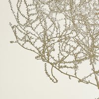 Tumbleweed Print