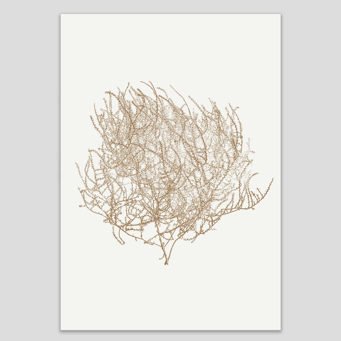 Tumbleweed Print